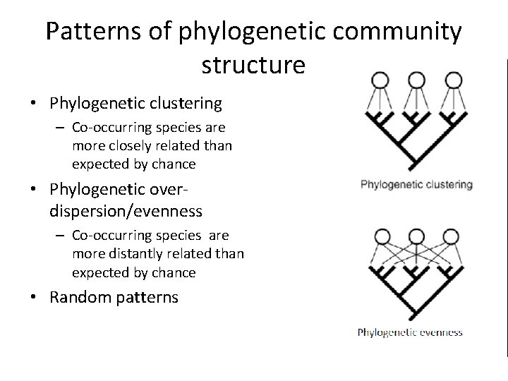 Patterns of phylogenetic community structure • Phylogenetic clustering – Co-occurring species are more closely
