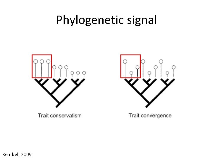 Phylogenetic signal Kembel, 2009 