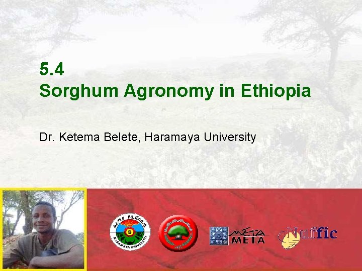 5. 4 Sorghum Agronomy in Ethiopia Dr. Ketema Belete, Haramaya University 