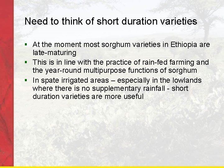 Need to think of short duration varieties § At the moment most sorghum varieties