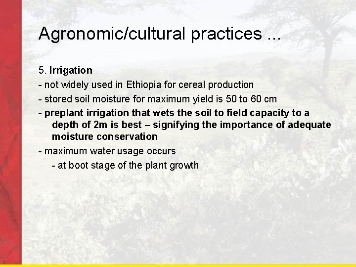 Agronomic/cultural practices. . . 5. Irrigation - not widely used in Ethiopia for cereal