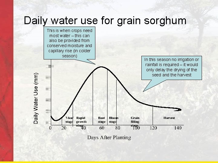 Daily water use for grain sorghum This is when crops need most water –