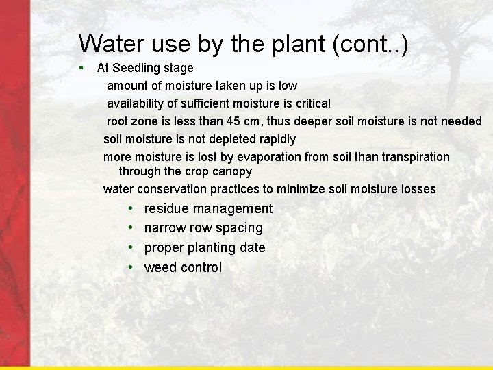 Water use by the plant (cont. . ) § At Seedling stage amount of
