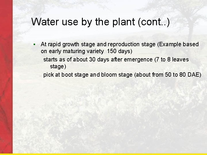 Water use by the plant (cont. . ) § At rapid growth stage and