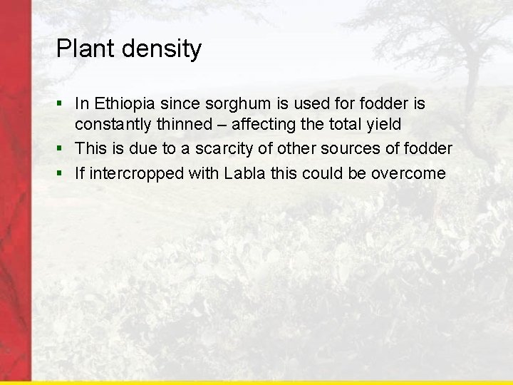 Plant density § In Ethiopia since sorghum is used for fodder is constantly thinned