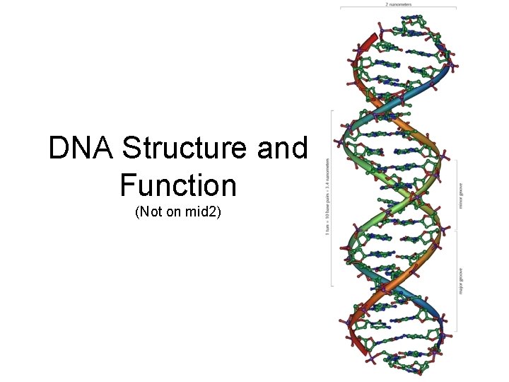 DNA Structure and Function (Not on mid 2) 