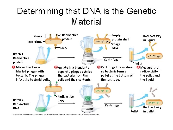 Determining that DNA is the Genetic Material Phage Bacterium Radioactive protein DNA Batch 1