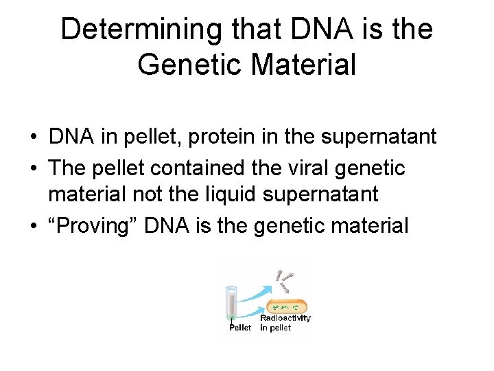 Determining that DNA is the Genetic Material • DNA in pellet, protein in the