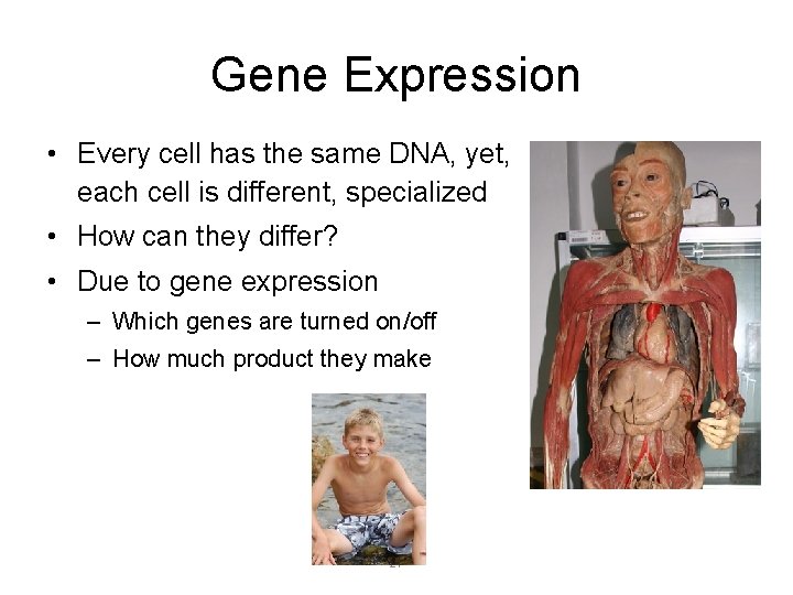 Gene Expression • Every cell has the same DNA, yet, each cell is different,