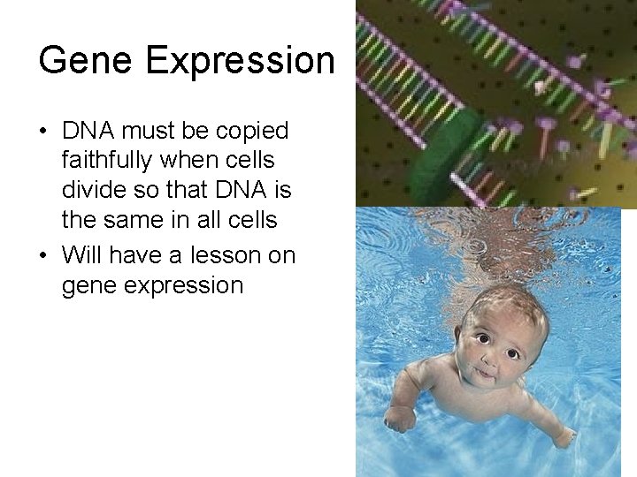 Gene Expression • DNA must be copied faithfully when cells divide so that DNA