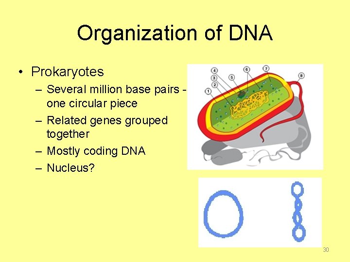 Organization of DNA • Prokaryotes – Several million base pairs one circular piece –