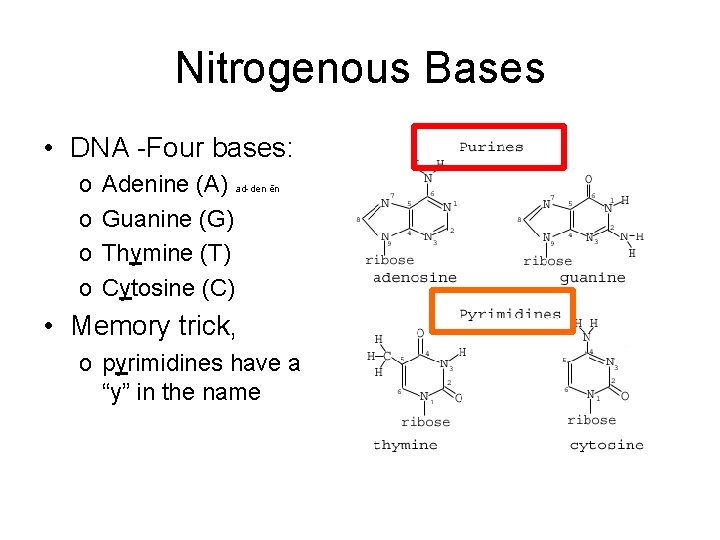 Nitrogenous Bases • DNA -Four bases: o o Adenine (A) ad-den ēn Guanine (G)