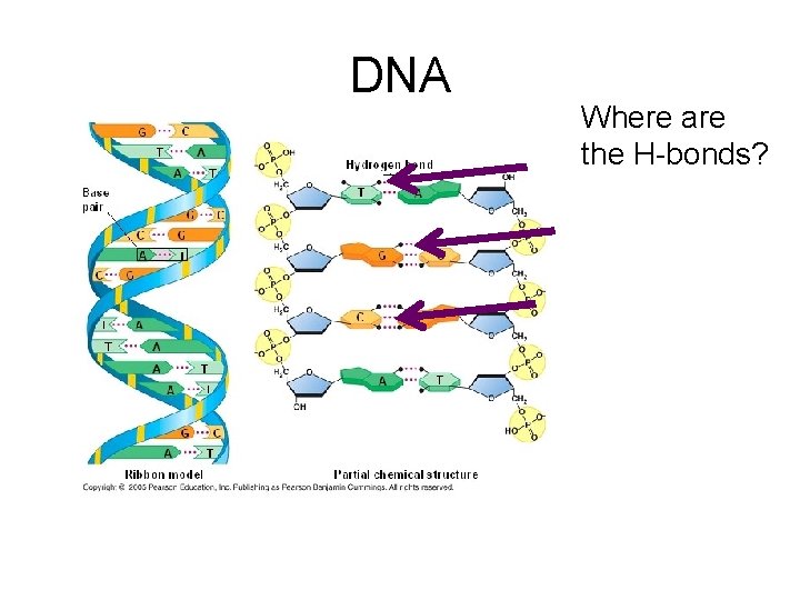 DNA Where are the H-bonds? 