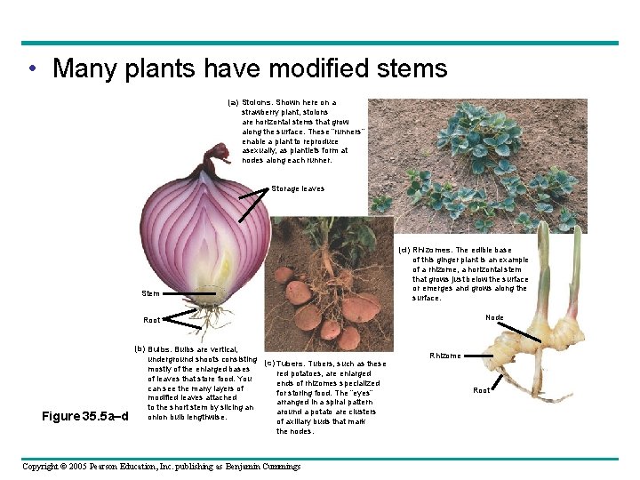  • Many plants have modified stems (a) Stolons. Shown here on a strawberry