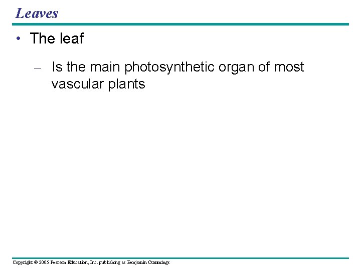 Leaves • The leaf – Is the main photosynthetic organ of most vascular plants