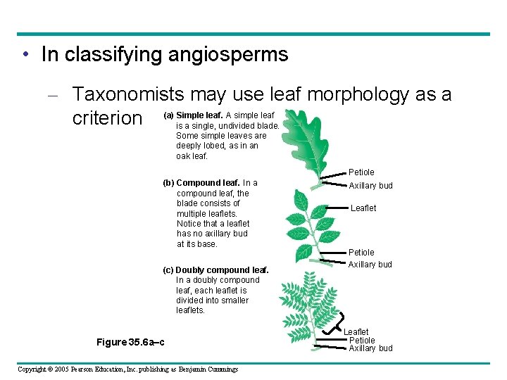  • In classifying angiosperms – Taxonomists may use leaf morphology as a leaf.