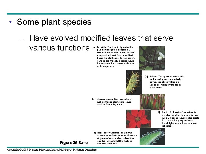  • Some plant species – Have evolved modified leaves that serve various functions