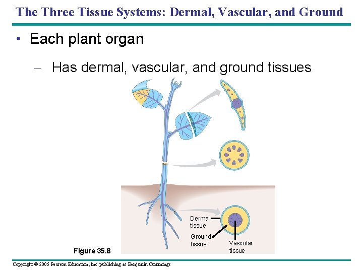 The Three Tissue Systems: Dermal, Vascular, and Ground • Each plant organ – Has