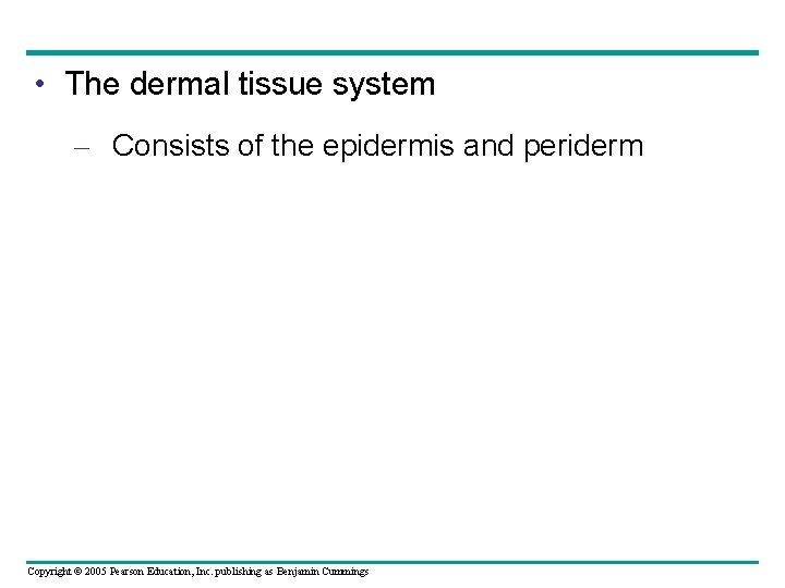  • The dermal tissue system – Consists of the epidermis and periderm Copyright