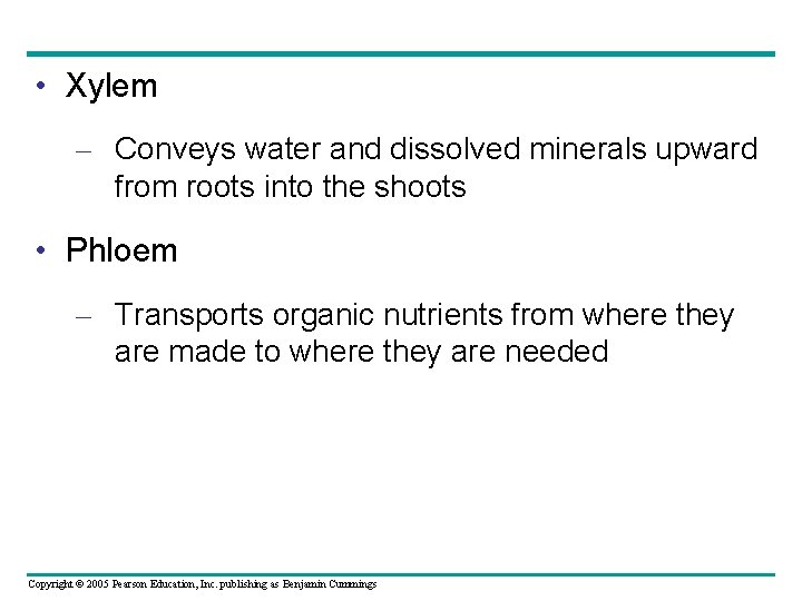  • Xylem – Conveys water and dissolved minerals upward from roots into the