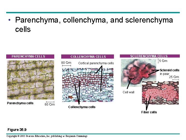  • Parenchyma, collenchyma, and sclerenchyma cells PARENCHYMA CELLS COLLENCHYMA CELLS 80 m Cortical