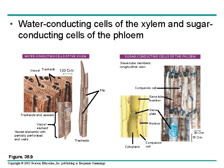  • Water-conducting cells of the xylem and sugarconducting cells of the phloem WATER-CONDUCTING