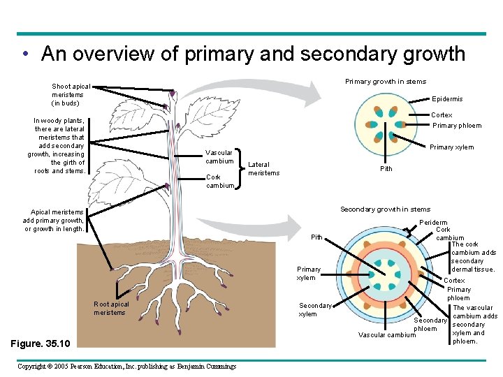  • An overview of primary and secondary growth Primary growth in stems Shoot