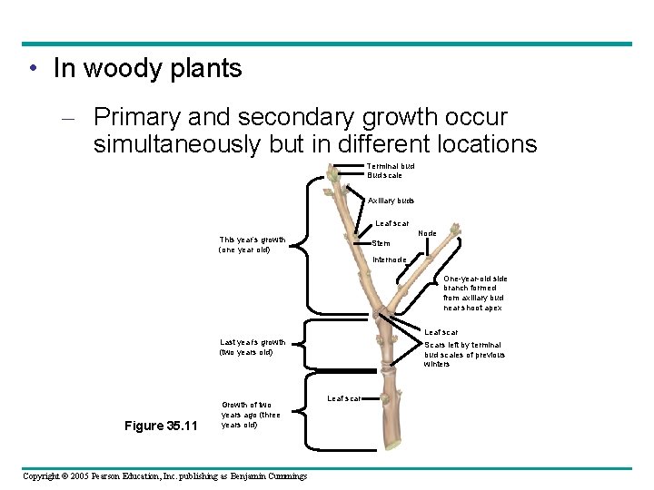  • In woody plants – Primary and secondary growth occur simultaneously but in