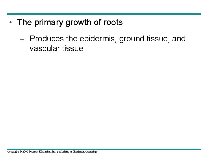 • The primary growth of roots – Produces the epidermis, ground tissue, and