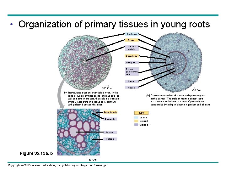  • Organization of primary tissues in young roots Epidermis Cortex Vascular cylinder Endodermis