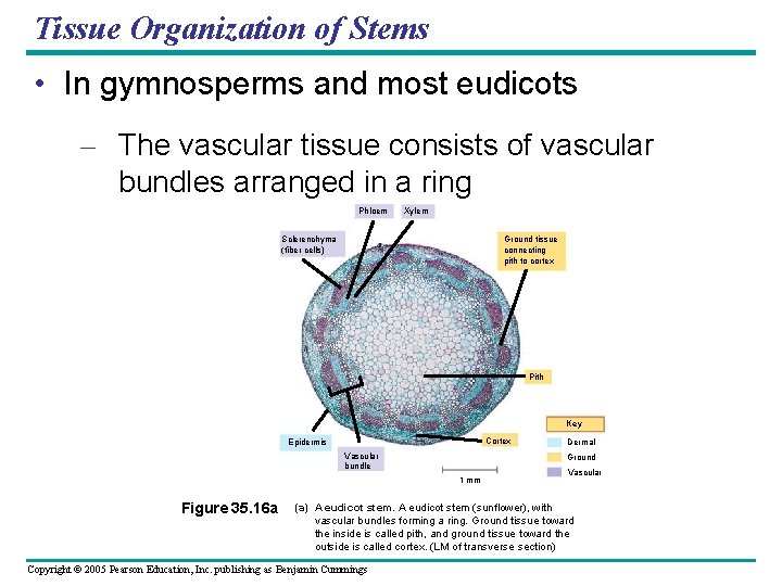 Tissue Organization of Stems • In gymnosperms and most eudicots – The vascular tissue