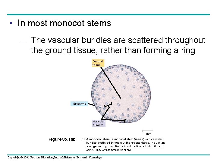  • In most monocot stems – The vascular bundles are scattered throughout the