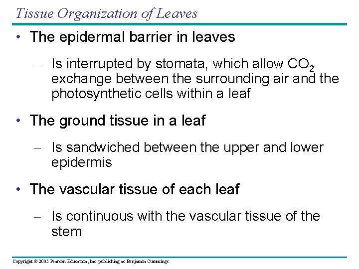 Tissue Organization of Leaves • The epidermal barrier in leaves – Is interrupted by