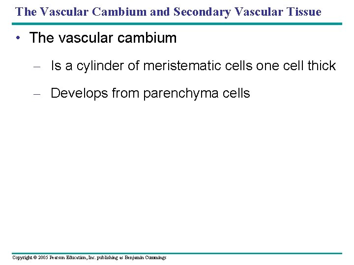 The Vascular Cambium and Secondary Vascular Tissue • The vascular cambium – Is a