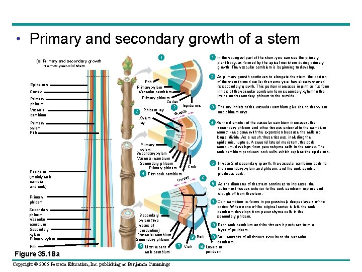  • Primary and secondary growth of a stem (a) Primary and secondary growth