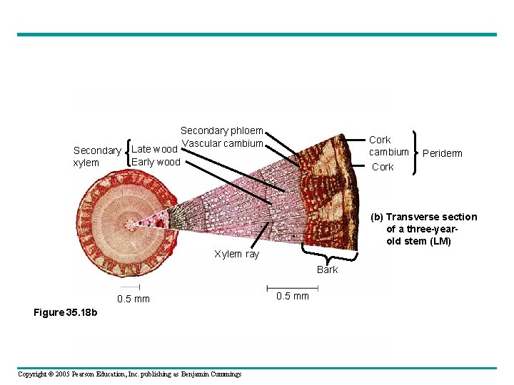 Secondary phloem Vascular cambium Cork Secondary Late wood Early wood xylem Periderm (b) Transverse