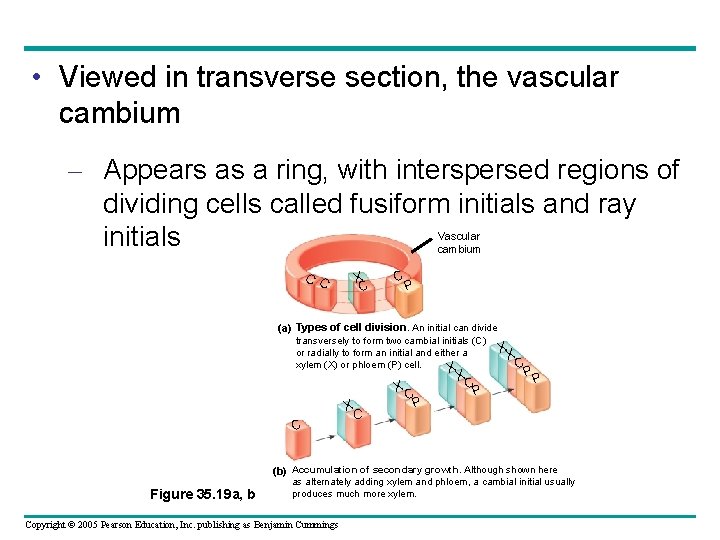  • Viewed in transverse section, the vascular cambium – Appears as a ring,