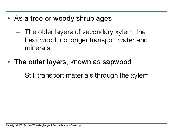  • As a tree or woody shrub ages – The older layers of