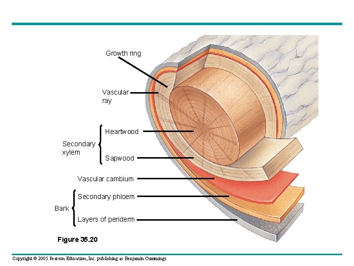 Growth ring Vascular ray Heartwood Secondary xylem Sapwood Vascular cambium Secondary phloem Bark Layers