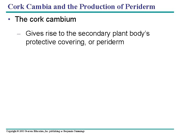 Cork Cambia and the Production of Periderm • The cork cambium – Gives rise