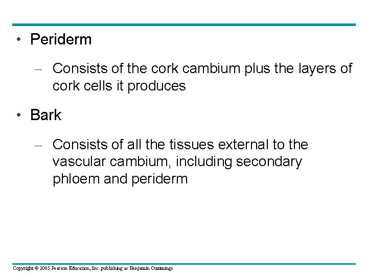  • Periderm – Consists of the cork cambium plus the layers of cork