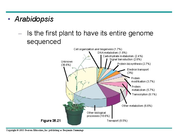  • Arabidopsis – Is the first plant to have its entire genome sequenced