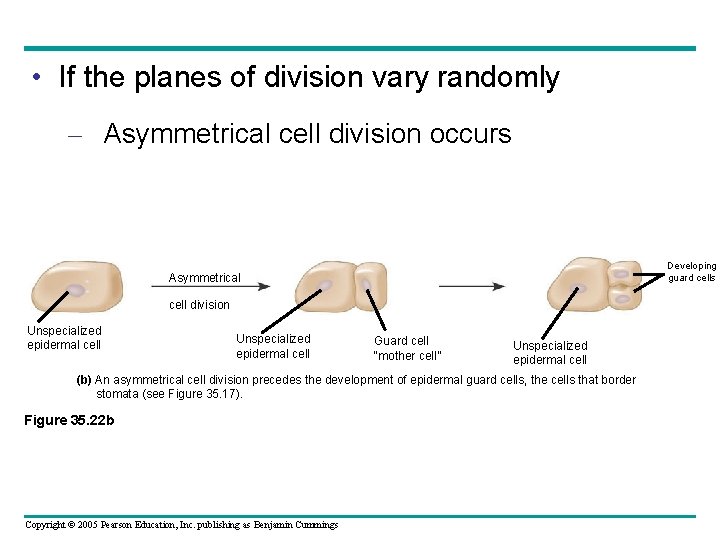  • If the planes of division vary randomly – Asymmetrical cell division occurs