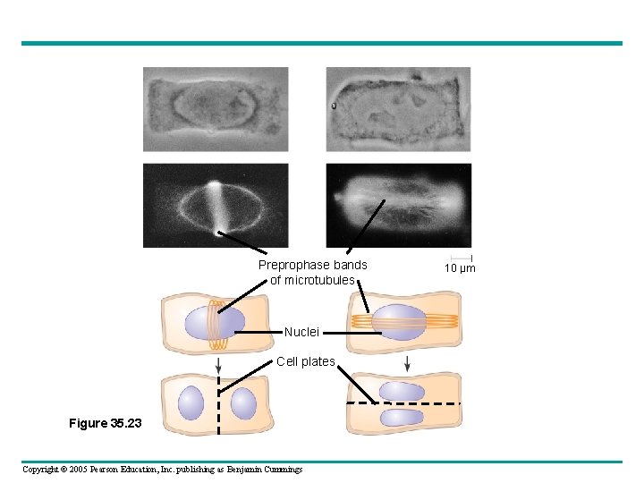 Preprophase bands of microtubules Nuclei Cell plates Figure 35. 23 Copyright © 2005 Pearson