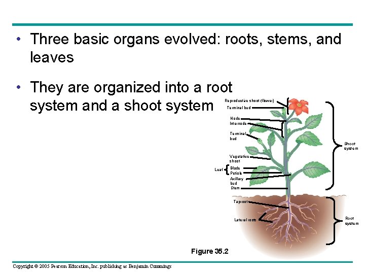  • Three basic organs evolved: roots, stems, and leaves • They are organized