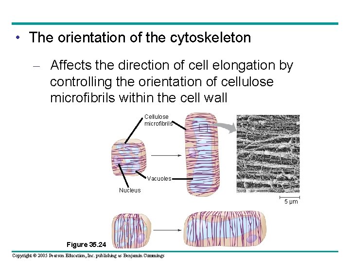  • The orientation of the cytoskeleton – Affects the direction of cell elongation