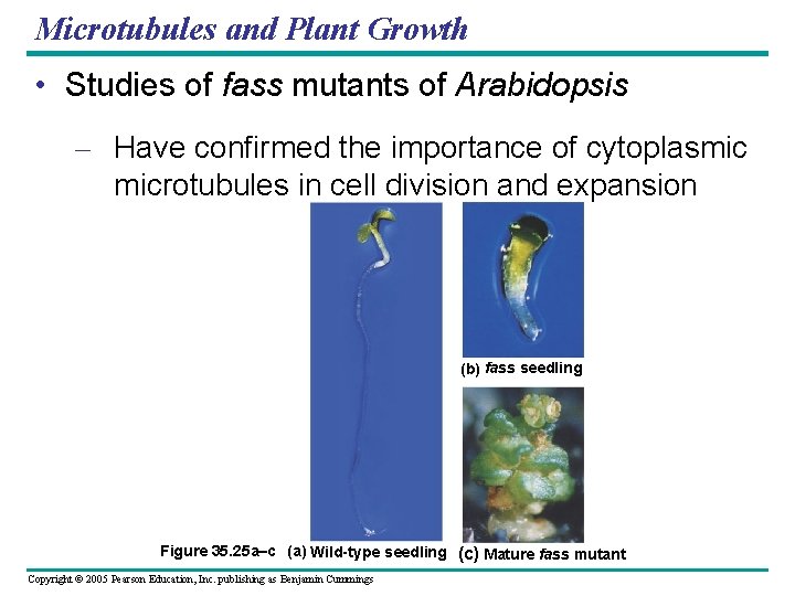 Microtubules and Plant Growth • Studies of fass mutants of Arabidopsis – Have confirmed