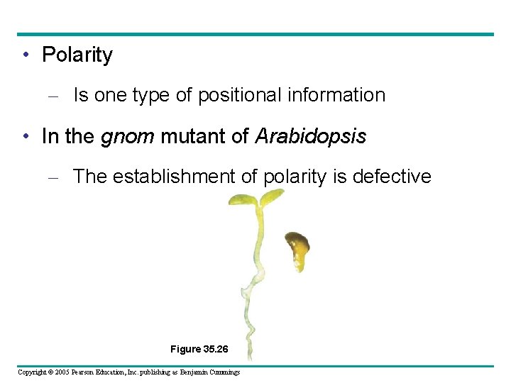  • Polarity – Is one type of positional information • In the gnom