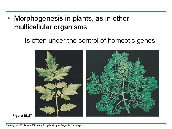  • Morphogenesis in plants, as in other multicellular organisms – Is often under