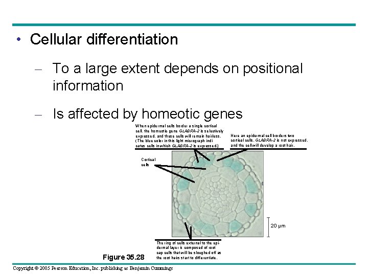  • Cellular differentiation – To a large extent depends on positional information –